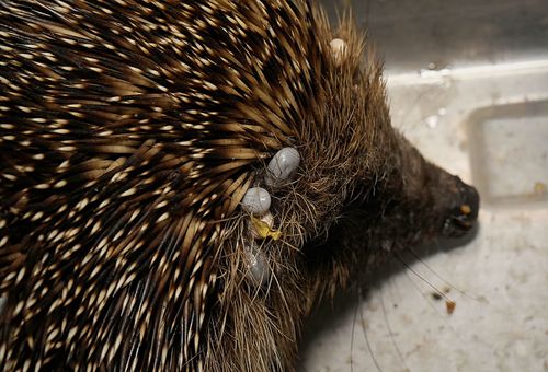 Egel teek — Bild 1