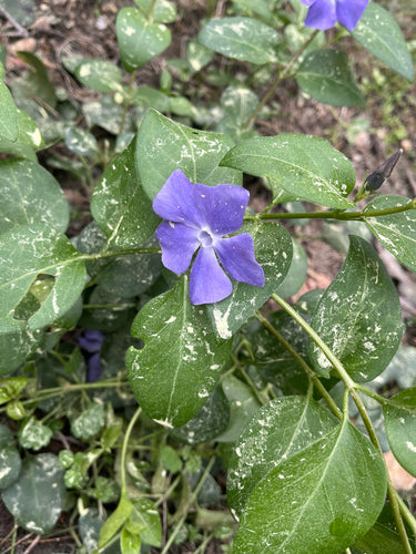 Groenblijvend — Bild 4