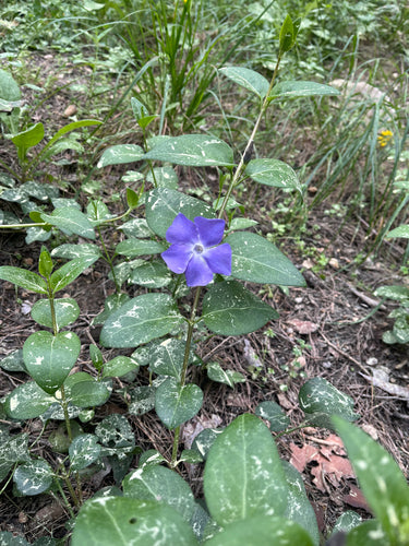 Groenblijvend — Bild 5