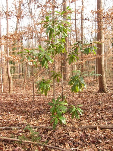 Groenblijvende magnolia — Bild 2