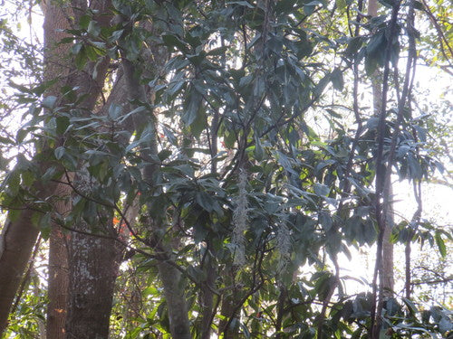 Groenblijvende magnolia — Bild 4