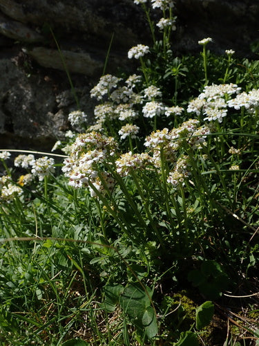 Groenblijvende snoeptoef — Bild 5