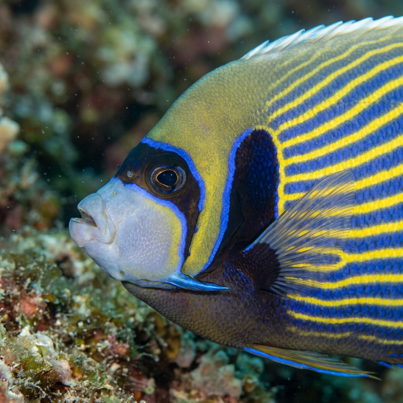 Keizer maanvis (Pomacanthus imperator), AI-illustratie