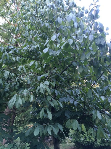 Indiase banaan — Bild 1