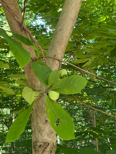 Indiase banaan — Bild 2