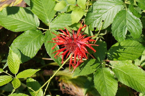 Indiase brandnetel — Bild 3