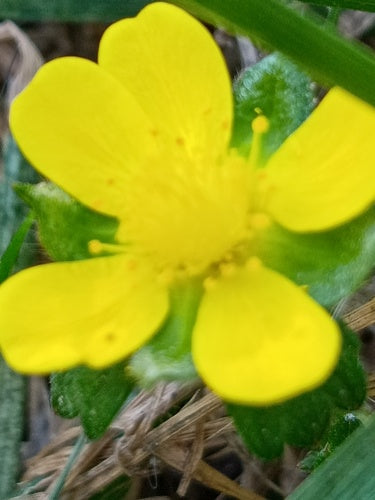 Indiase nepaardbei — Bild 2