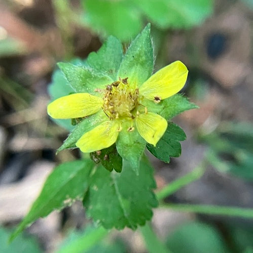 Indiase nepaardbei — Bild 5