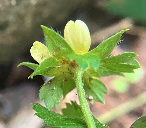 Indiase nepaardbei — Bild 4