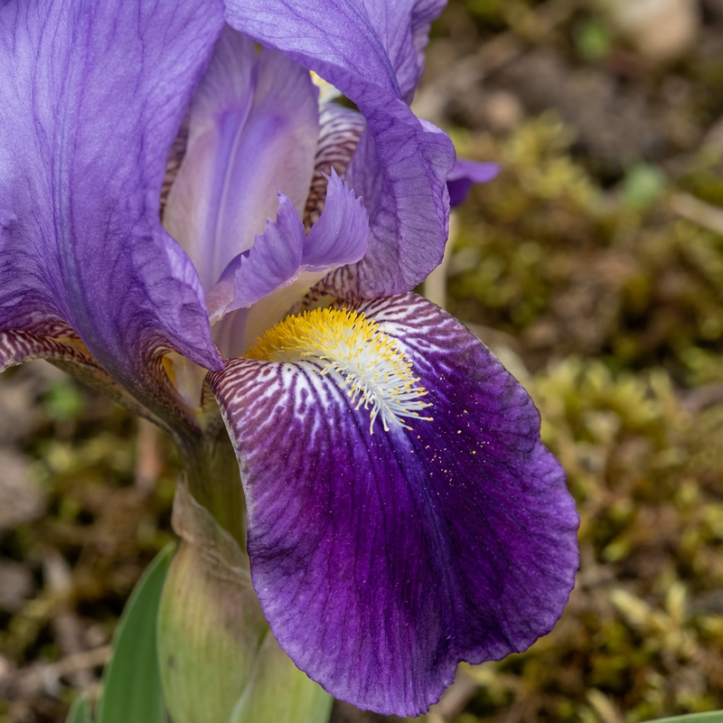iris