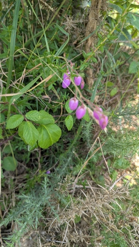 Ierse klokheide — Bild 5