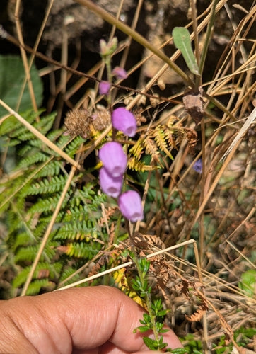 Ierse klokheide — Bild 2