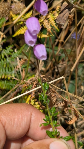 Ierse klokheide — Bild 1