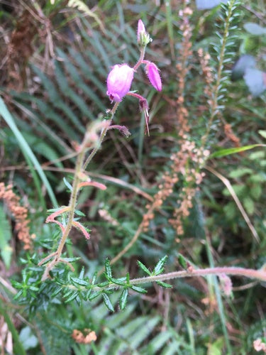 Ierse klokheide — Bild 3