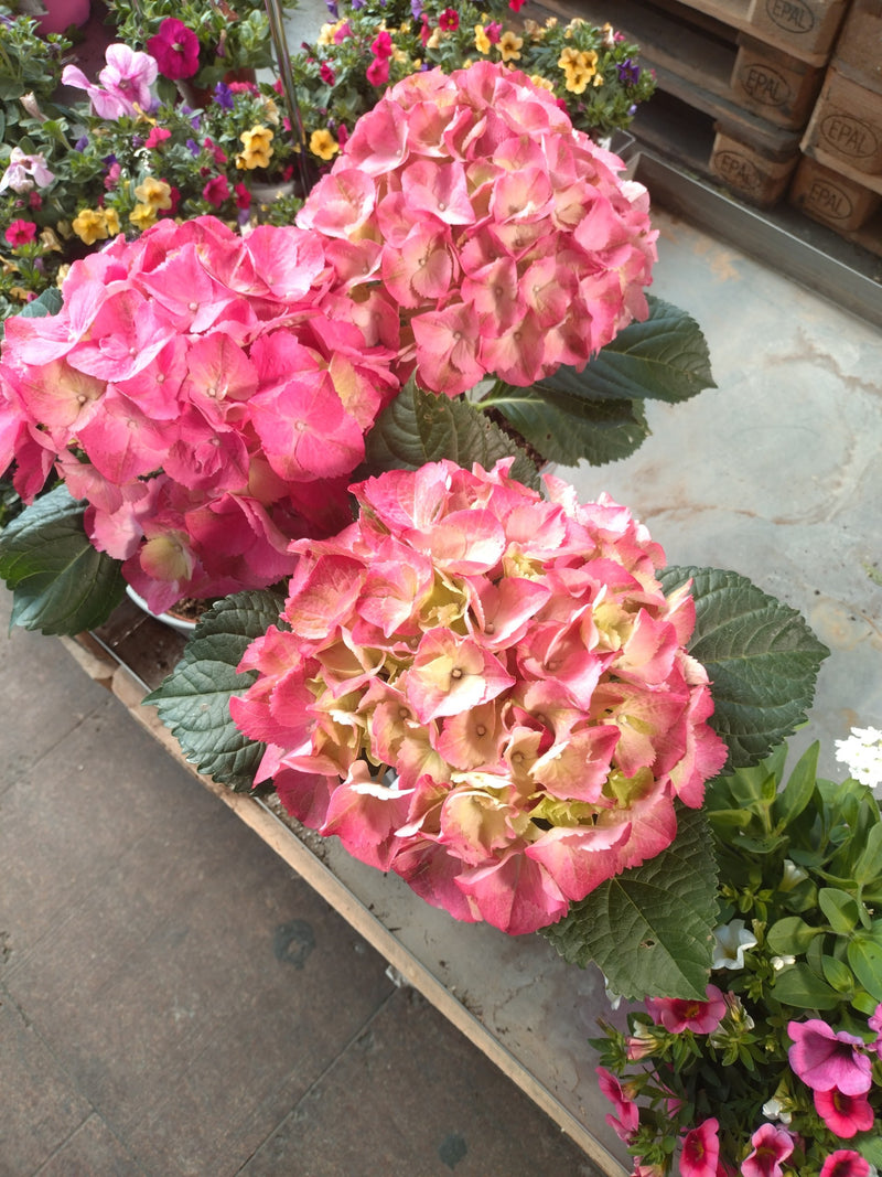 De afbeelding toont drie grote, roze bloemtrossen van hortensia's in potten. De levendige bloemen en groene bladeren staan op de voorgrond.