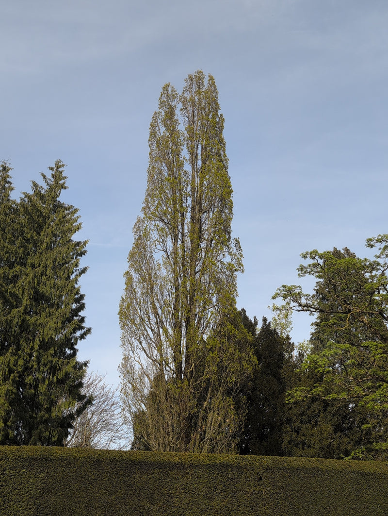 Zwarte populier — Bild 1