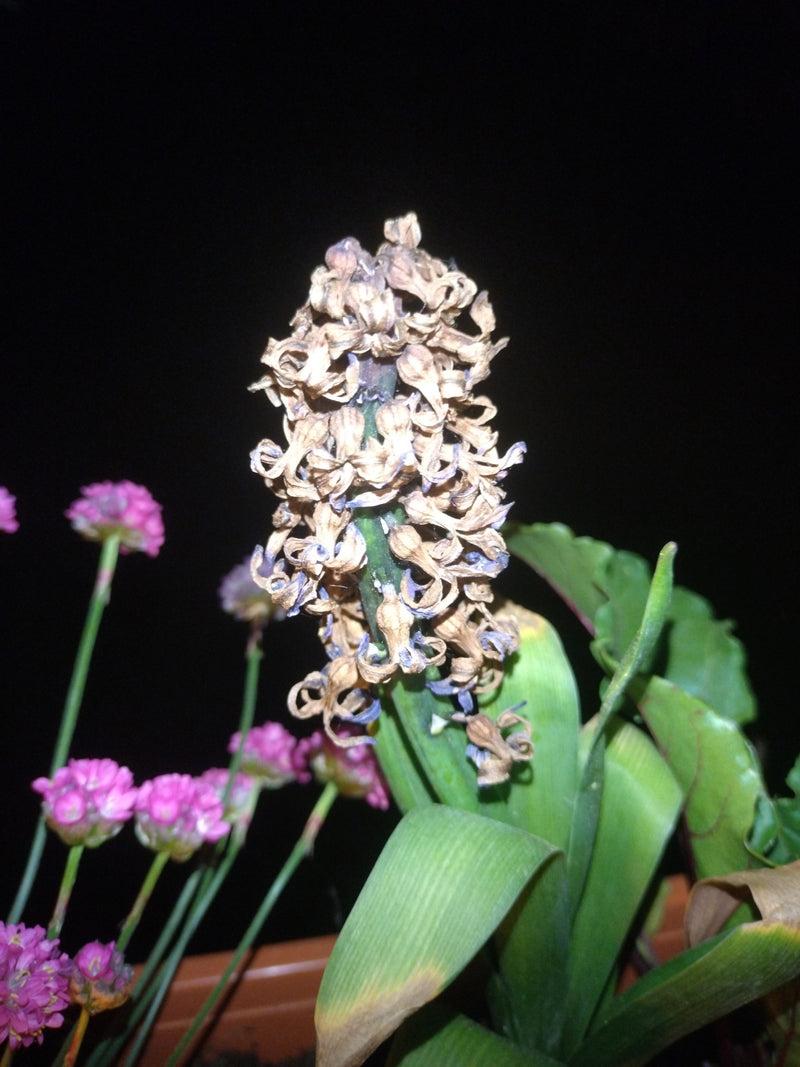 Te zien is een uitgebloeide hyacint met verdroogde bloemresten aan een groene stengel en brede bladeren. Op de achtergrond zijn roze bloemen van andere plant...