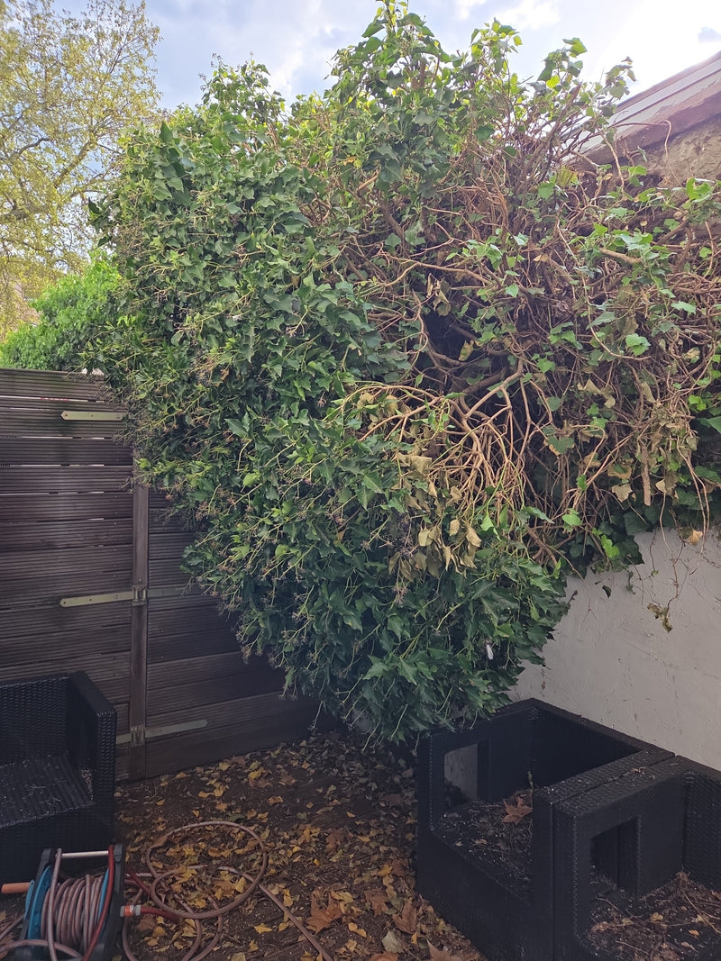 Te zien is een grote, dichte klimopstruik die tegen een muur en een houten schutting groeit. De plant toont typische groene bladeren en vertakte scheuten.