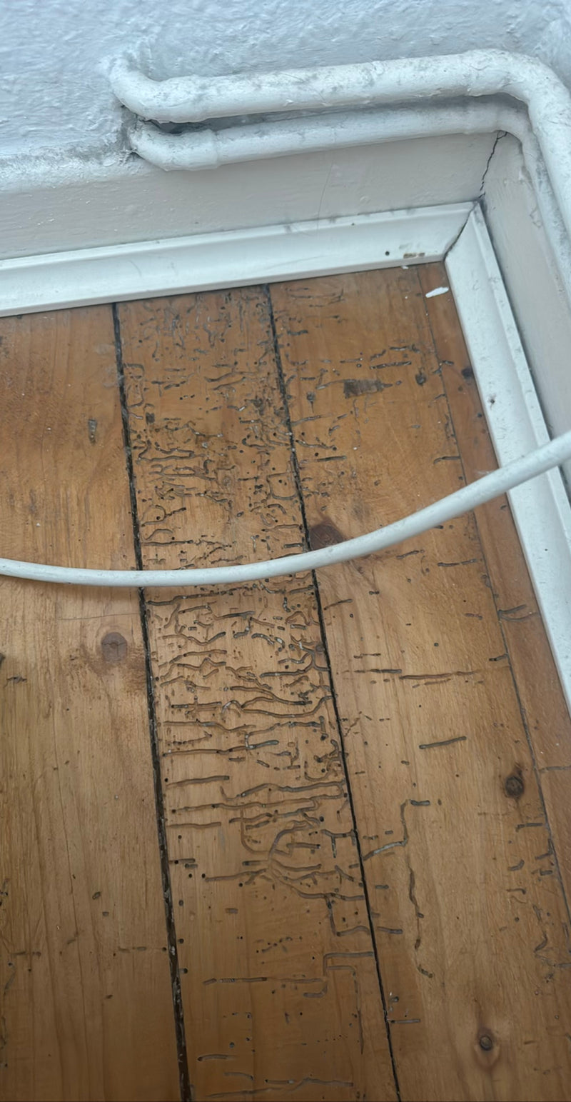 Op de houten vloer zijn duidelijke vreetsporen en uitvlieggaten van de houtworm te zien. De fijne gangetjes en gaatjes wijzen op een aantasting.