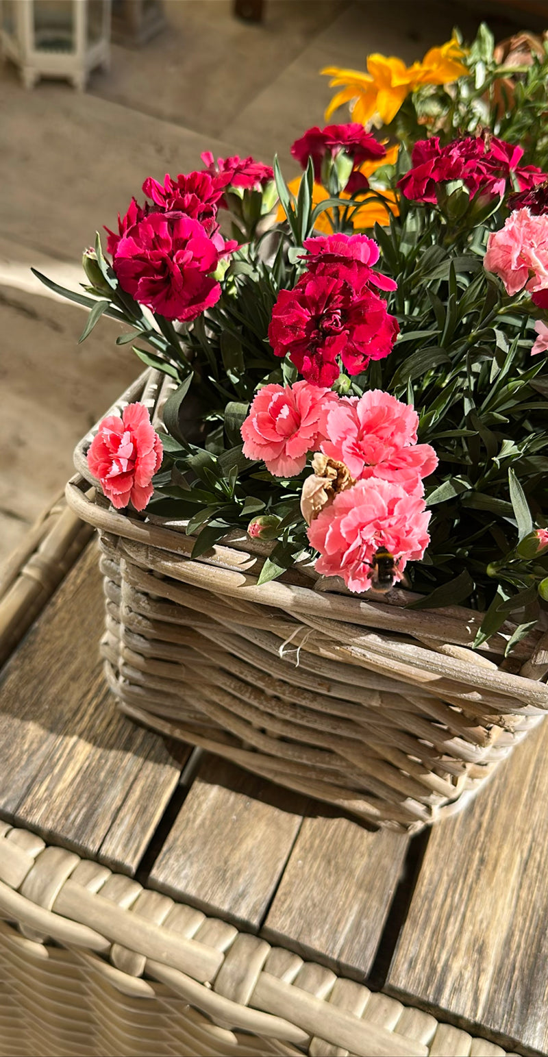 Een weidehommel zit op een roze anjerbloem in een geweven plantenmand. Hij is duidelijk zichtbaar terwijl hij de bloemen bezoekt.