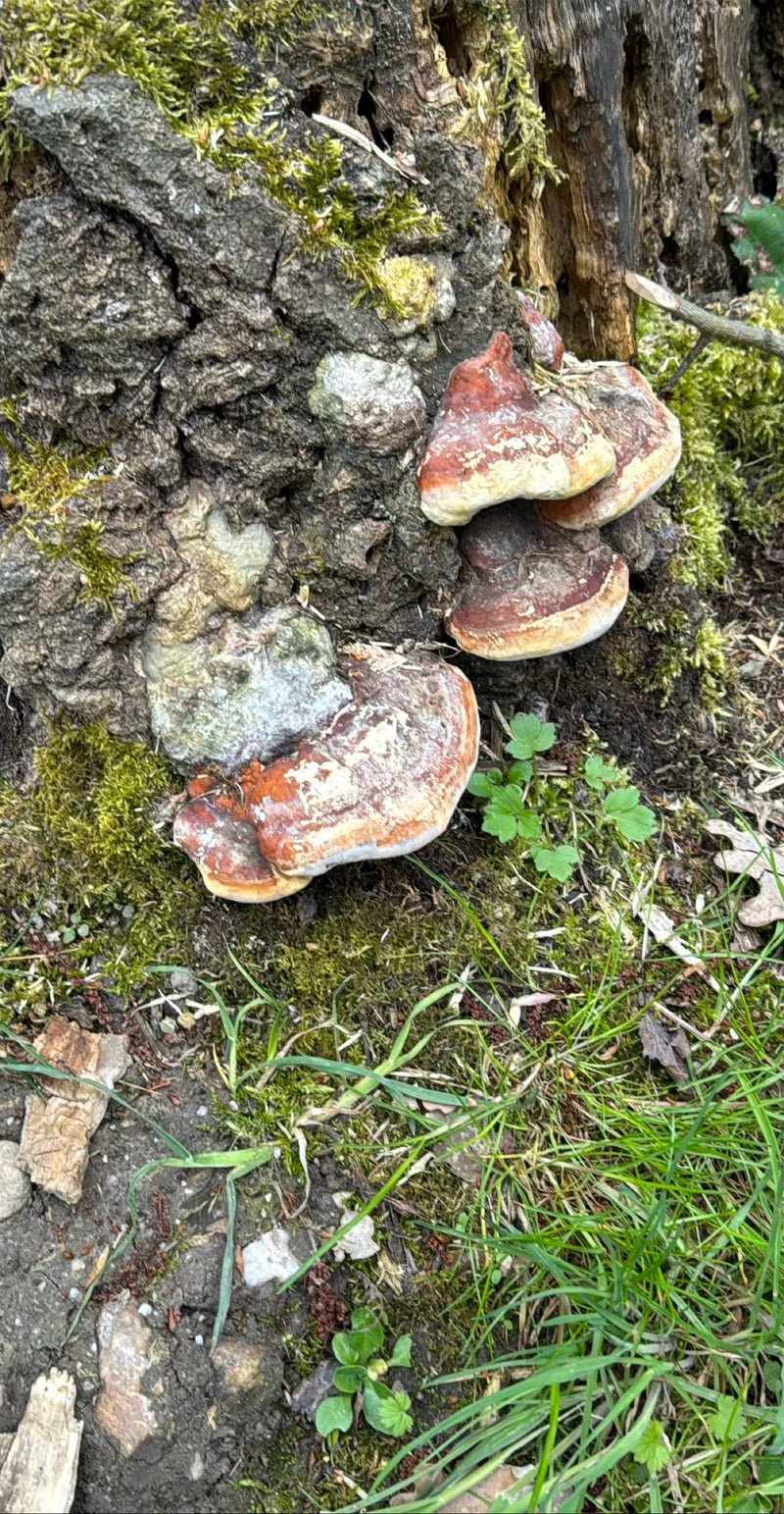 Boomspons met rode randen — Bild 1