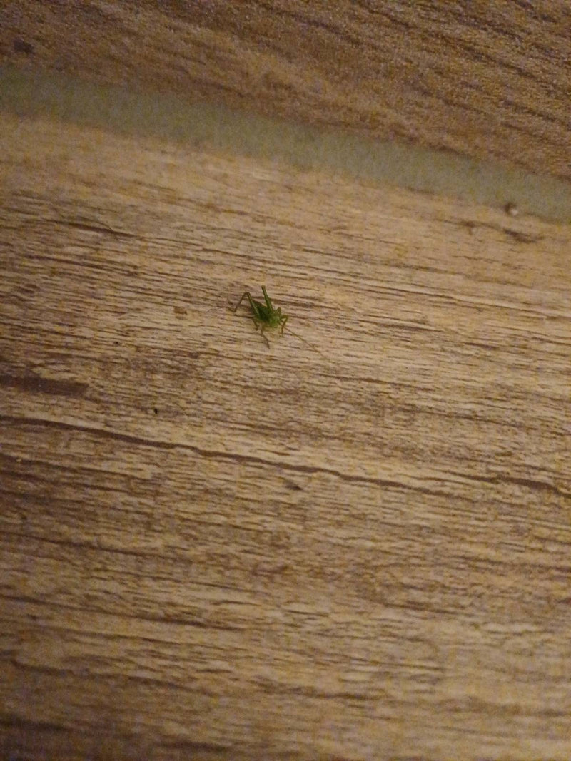 Groen hooipaard — Bild 2