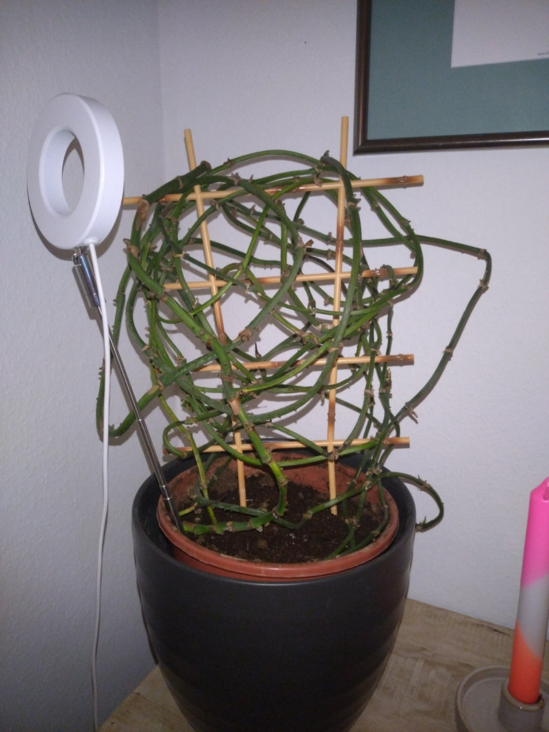 Klimop plant — Bild 2