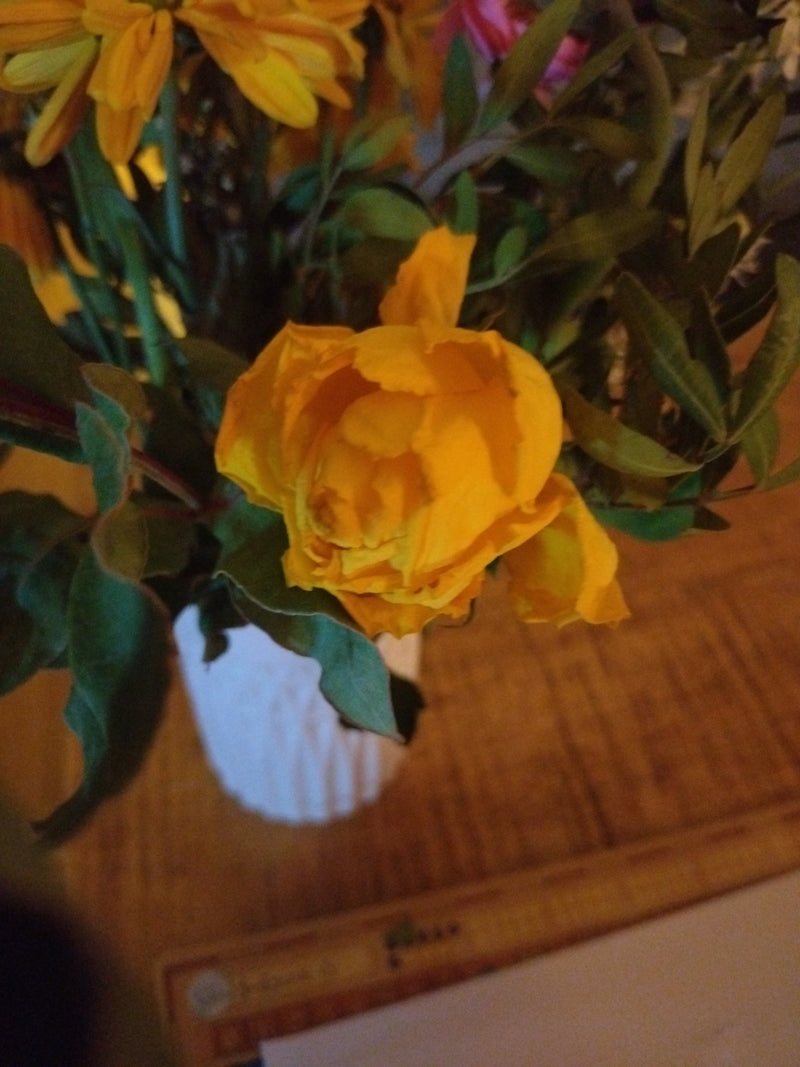Rozen — Bild 1