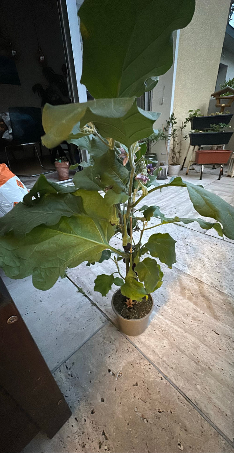 aubergine — Bild 2