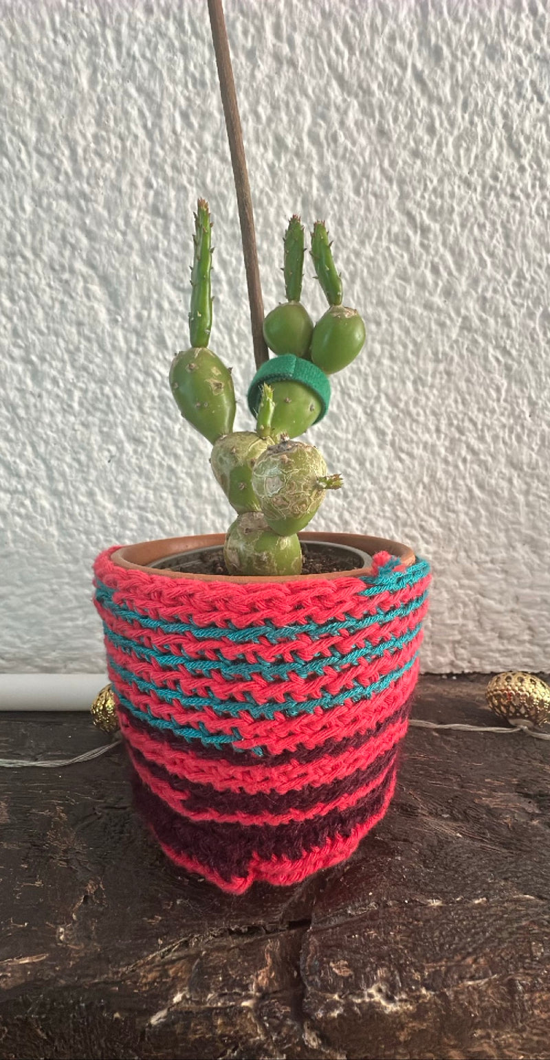 Dennenappel cactus — Bild 1