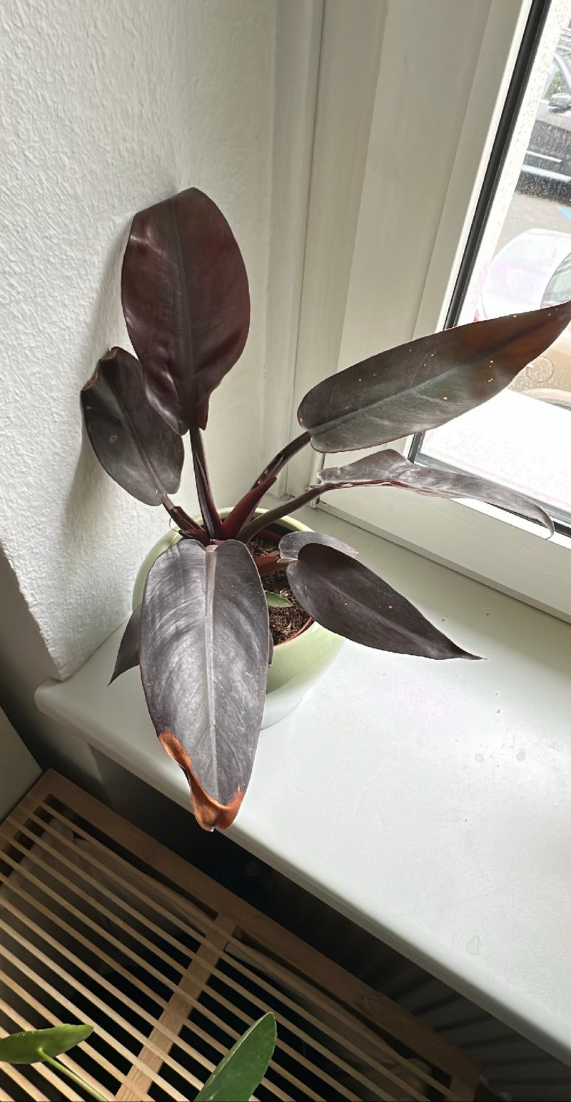 Rode boomvriend (cultivar 'Black Cardinal') — Bild 1