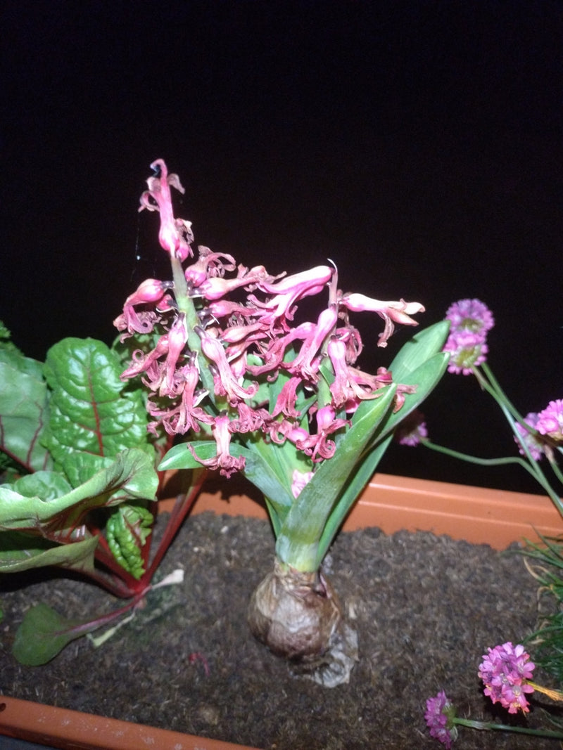 Te zien is een bloeiende tuinhyacint met bol in een plantenbak. De roze bloeiwijze is al wat verwelkt.
