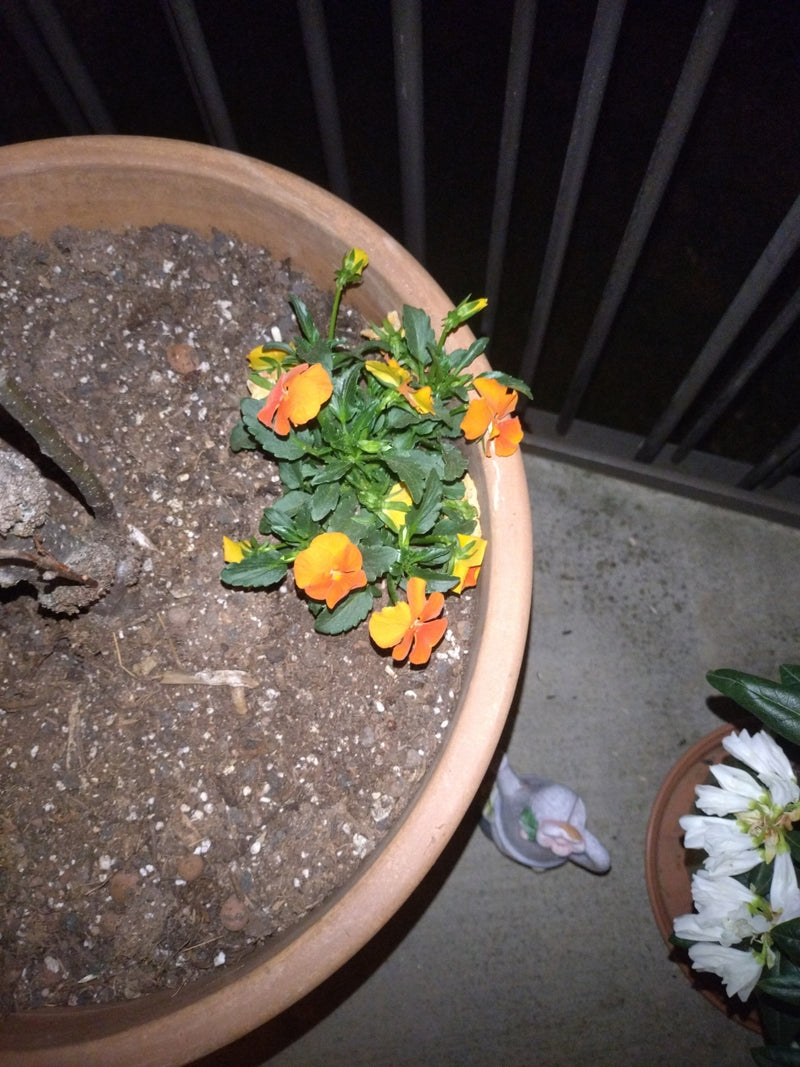 Te zien is een jonge hoornviooltjesplant met felrode/oranje bloemen die groeit in een ronde bloempot.