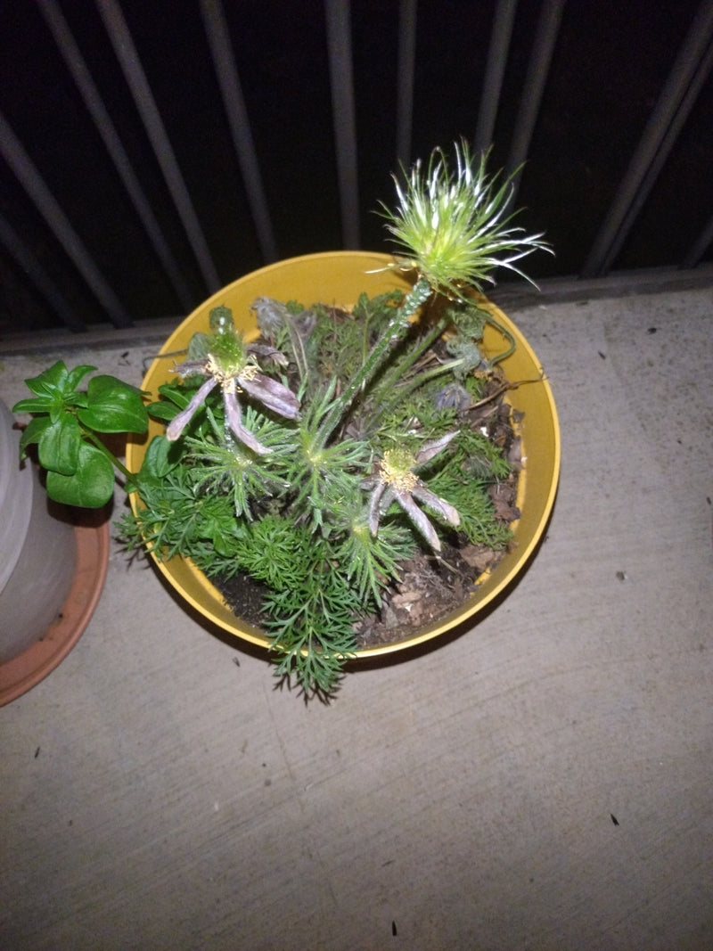 Een wilde gagel is te zien in een gele bloempot. De plant toont zijn typische geveerde bladeren en rijpe zaadkoppen.