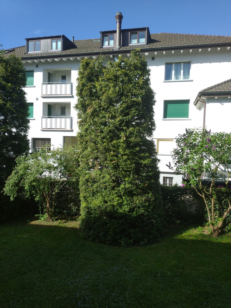 De afbeelding toont een grote, zuilvormige westerse levensboom (Thuja occidentalis) in een tuin voor een wit woongebouw.