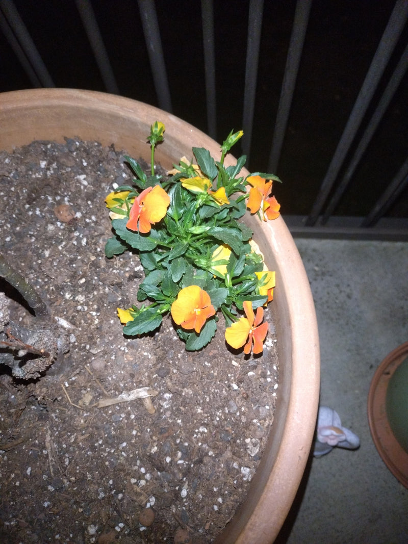 Een kleine plant met oranje-gele bloemen en groene bladeren is te zien. Hij groeit in een grote terracotta pot gevuld met aarde.
