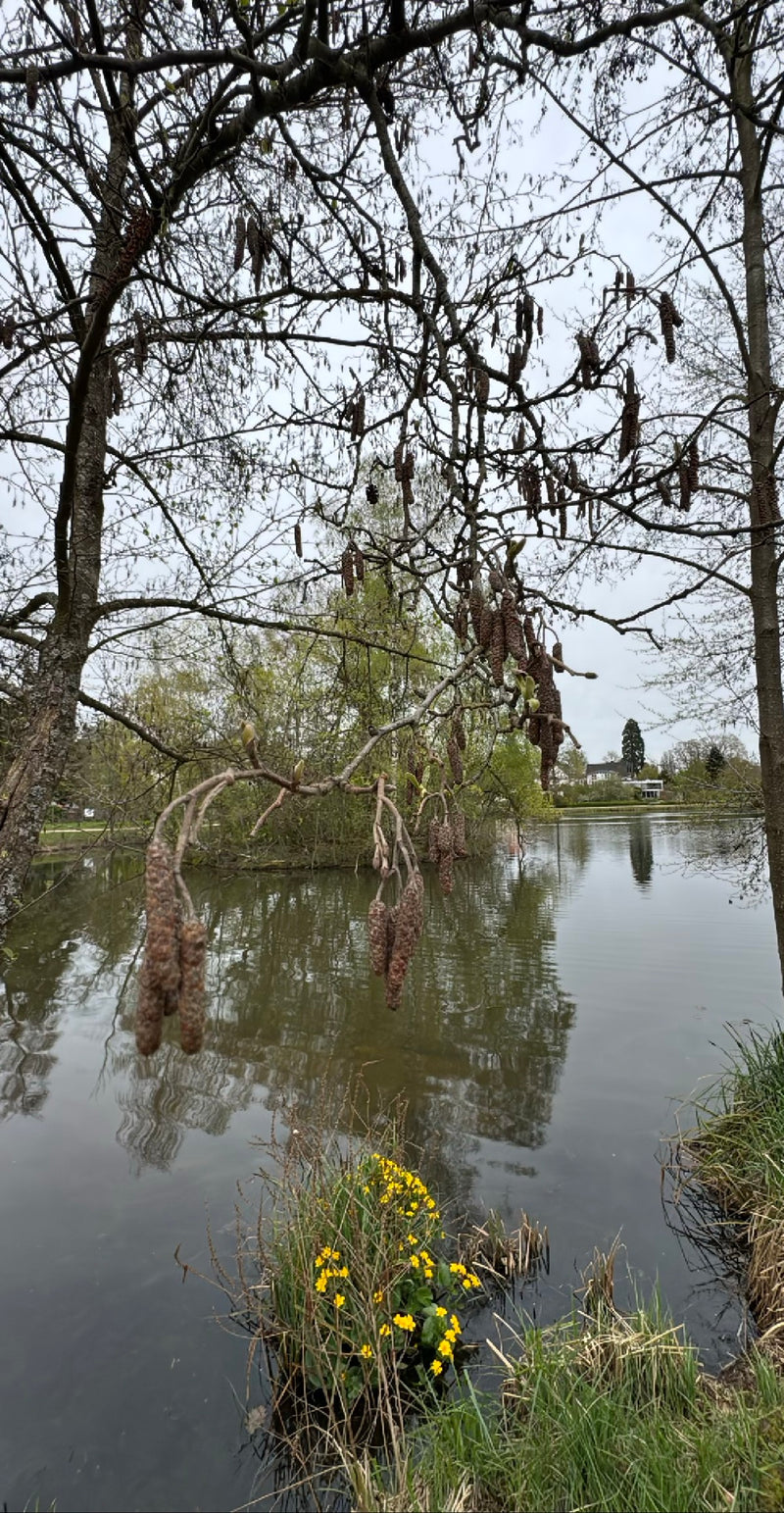 Zwarte els — Bild 1