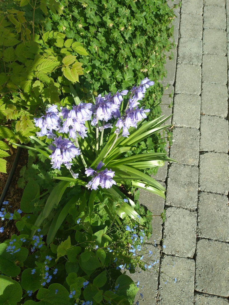 Te zien is een bloeiende wilde hyacint met blauwe, klokvormige bloemen. Deze groeit in een tuingen naast een verhard pad.