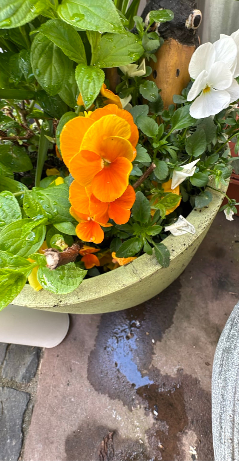 Tuin viooltjes — Bild 2