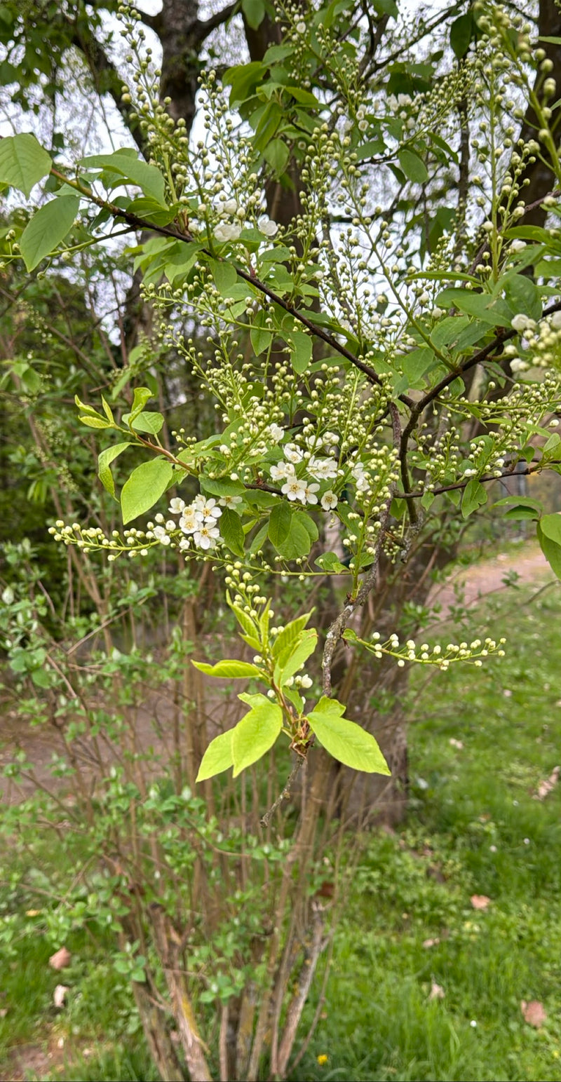 Een tak van de gewone vogelkers is zichtbaar met frisse groene bladeren, knoppen en eerste witte bloeiwijzen. De opname toont de plant in zijn natuurlijke ha...
