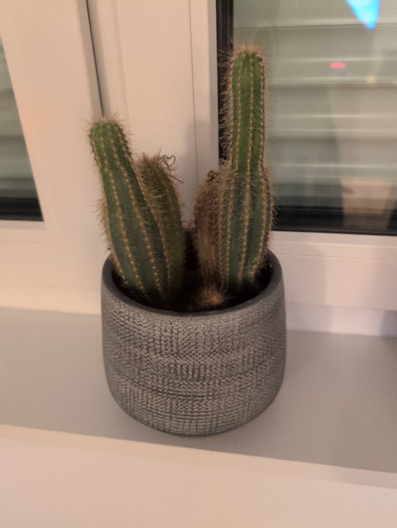 De afbeelding toont een Cleistocactus winteri in een grijze bloempot op een vensterbank. De zuilvormige stengels zijn dicht bedekt met fijne stekels.