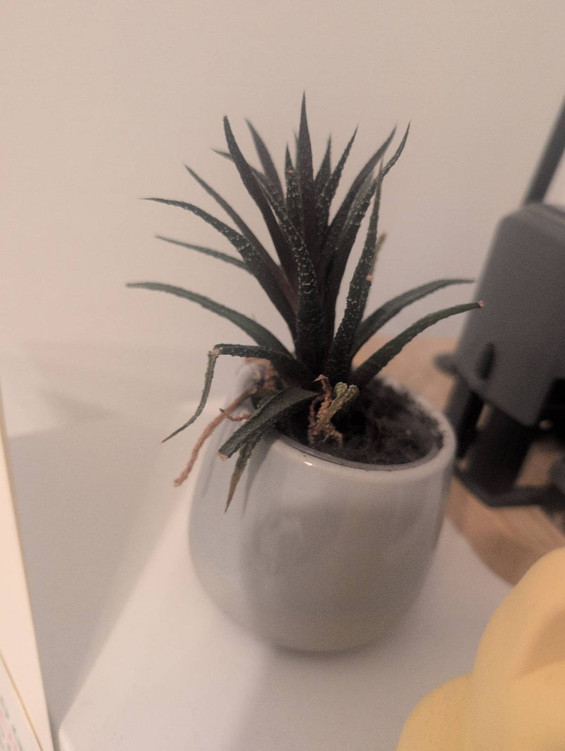 Zebra-haworthia — Bild 1
