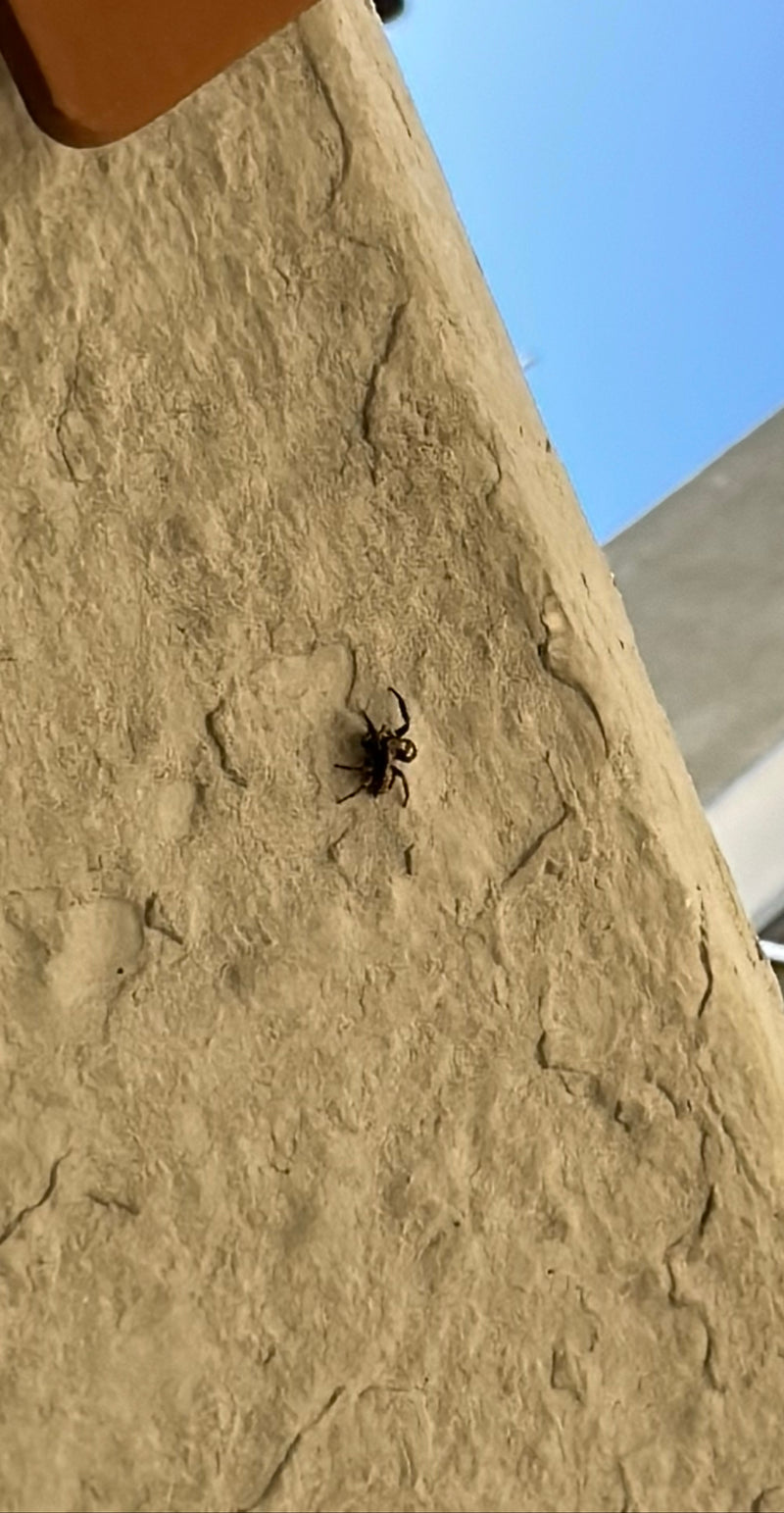Een zebra-springspin zit op een lichte, gestructureerde muur buiten. Het dier is goed zichtbaar.