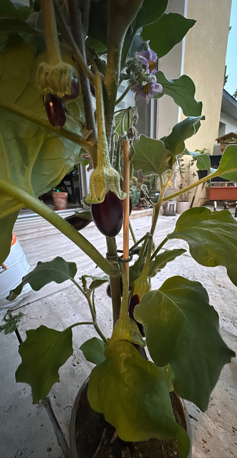 aubergine — Bild 1