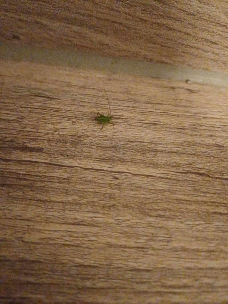 Groen hooipaard — Bild 1