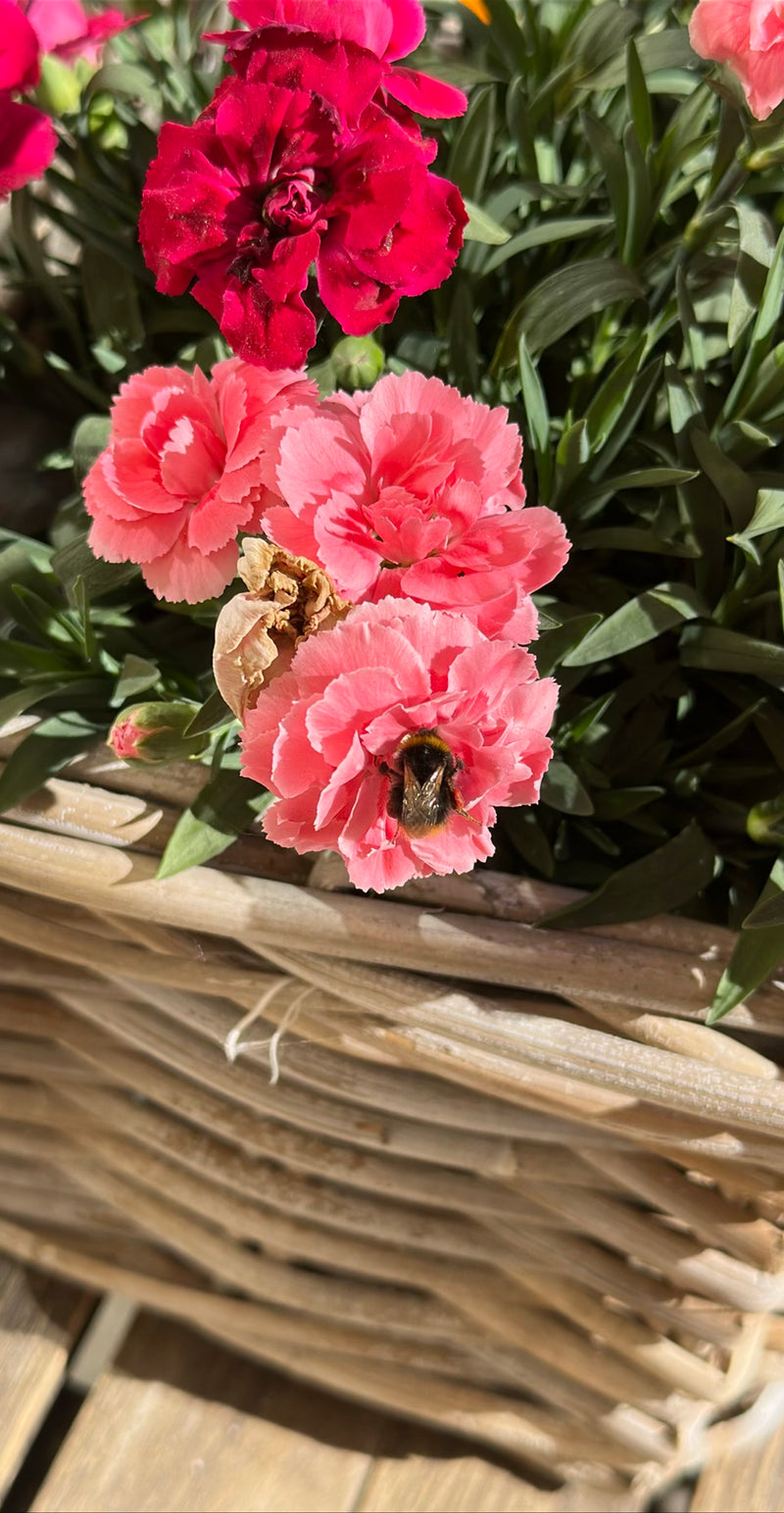 Een weidehommel zit op een roze anjerbloem in een gevlochten mand. De foto toont het insect van bovenaf tijdens het foerageren.