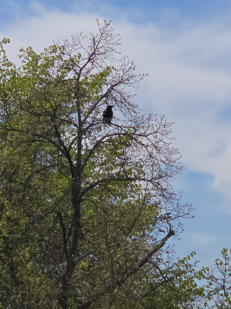 Een zwarte kraai zit in de bovenste takken van een bladrijke boom. Een heldere hemel is op de achtergrond te zien.