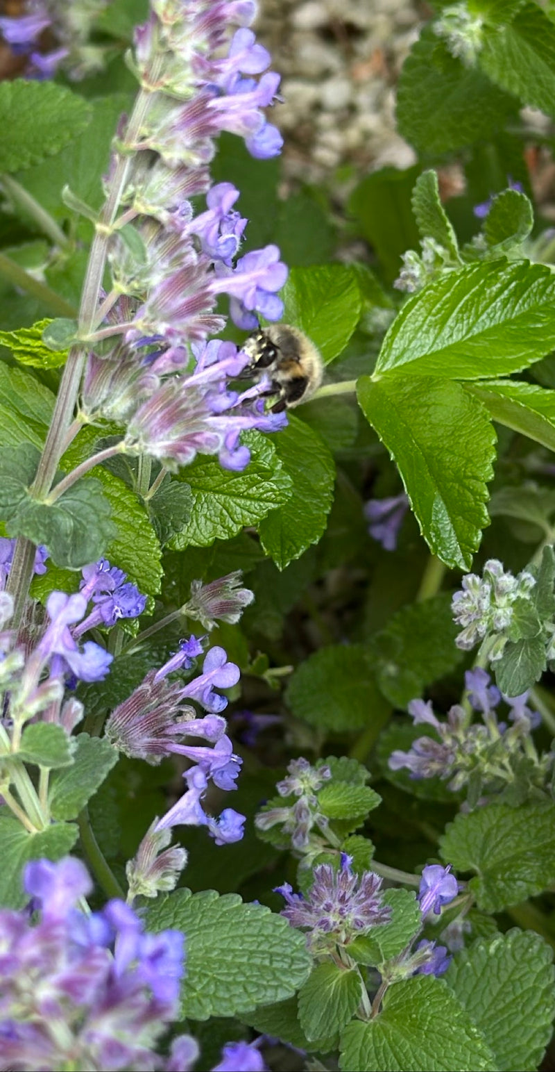 Een pelasgiem zit op een paarse bloemaar om nectar te verzamelen. De omgeving wordt gekenmerkt door groene bladeren.