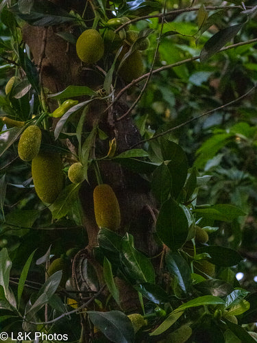 Jackfruitboom — foto 5 van 12