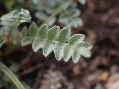 Jacobs ladder — foto 5 van 11